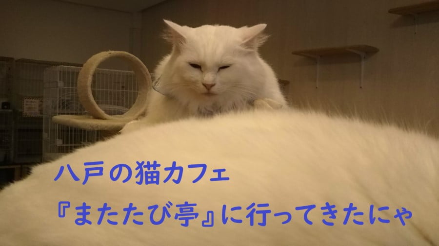 八戸市の猫カフェ またたび亭 に行ってきた 初めての猫カフェ うおとぶろぐ