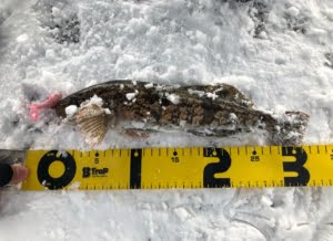 冬の青森は釣れない 冬でも釣れる魚を調べました うおとぶろぐ 冬の青森は釣れない 冬でも釣れる魚を調べました うおとぶろぐ